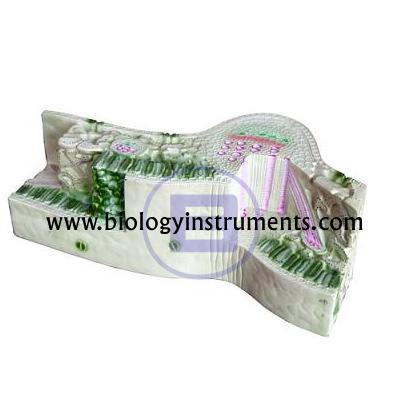 School Biology Instrument Suppliers and Biology Lab Equipments Manufacturers Togo