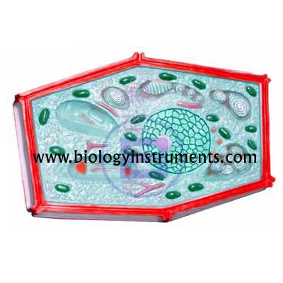 School Biology Instrument Suppliers and Biology Lab Equipments Manufacturers Tunisia