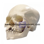Microcephalic Skull