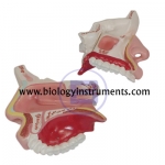 Anatomy Nasal Cavity