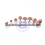 Human Development Set