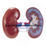 Human Kidney Right