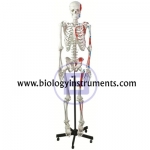 Human Muscular Skeleton