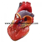 Human Heart 3 Parts