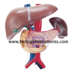 Human Liver, Pancreas, Spleen and Duodenum