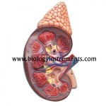 Kidney with Adrenal Gland