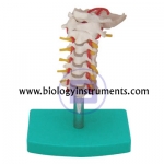 Cervical Vertebral Column with Neck Artery