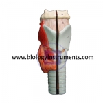 Human Larynx