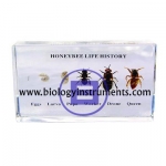 Honey Bee Life History