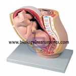 Pregnancy Pelvis with Fetus