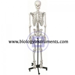 Human Skeleton on Stand