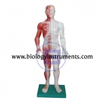 Acupuncture & Muscle Model