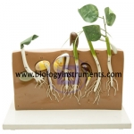 Comparative Germination Model