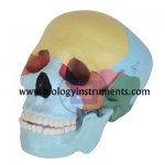 Skull Model Colored Bones