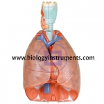 Human Lungs and Heart