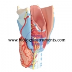 Human Larynx Model 2X