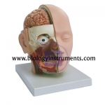 Head dissection 4 parts