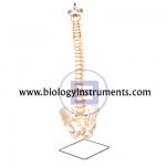 Vertebral Column with Pelvic