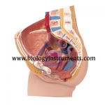 Human Female Pelvis 2 Parts