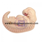 Human Embryo Model